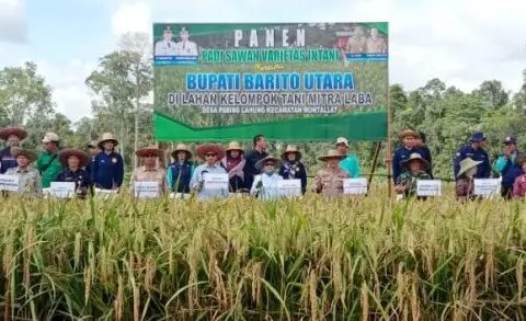 Bupati Barut Panen Padi Sawah di Lahan Poktan Mitra Laba