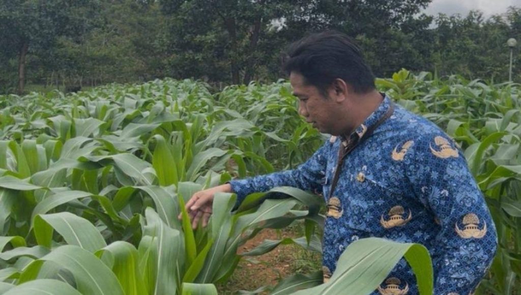 Dinas PMD Kalsel Garap Lahan Kosong untuk Ketahanan Pangan