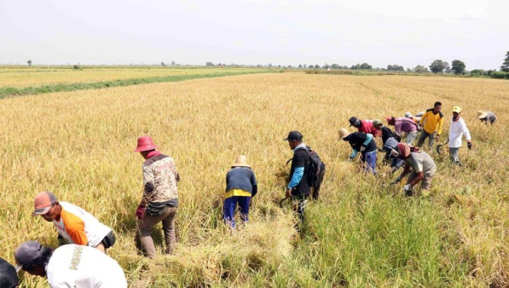 Kalsel Andalkan Lumbung Pangan Hadapi Gangguan Distribusi