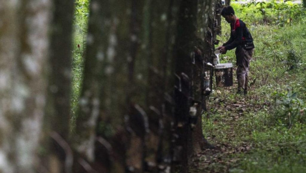 Kalsel Pacu Nilai Tambah Perkebunan lewat Hilirisasi
