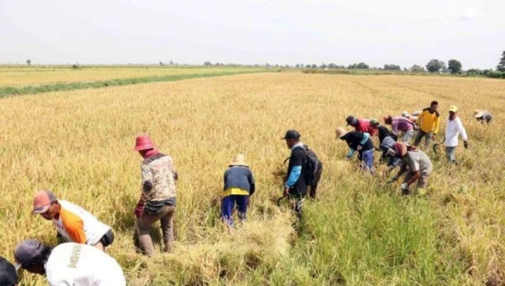 Kalsel Perkuat Cadangan Pangan lewat Rehabilitasi Lumbung