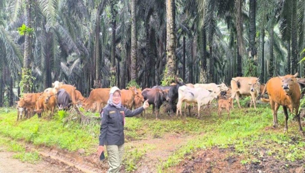 Langkah Kalsel Menuju Swasembada Daging Kian Dipertegas