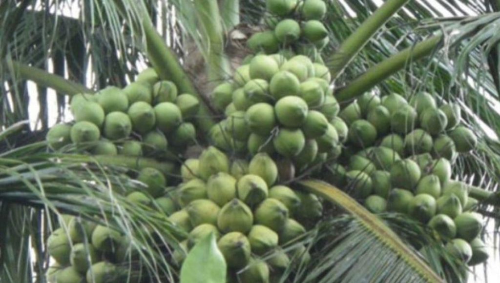 Rencana Kementan Kembangkan Kelapa Genjah Disambut Positif