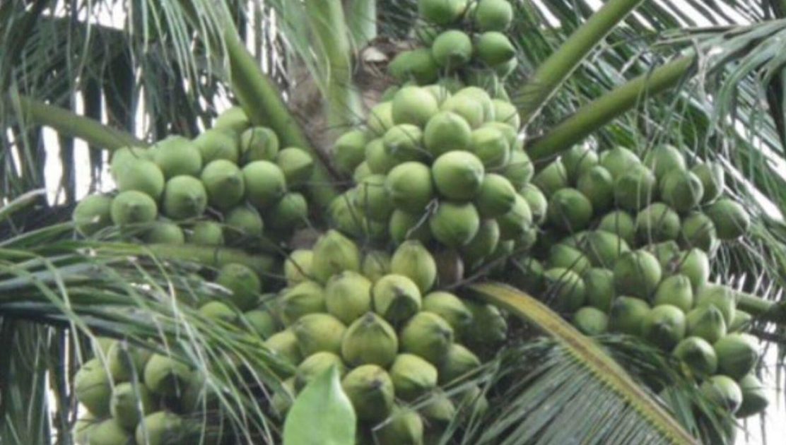 Rencana Kementan Kembangkan Kelapa Genjah Disambut Positif