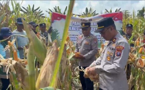 Polsek Dusun Tengah Panen Raya Jagung, Hasil Capai 34 Ton