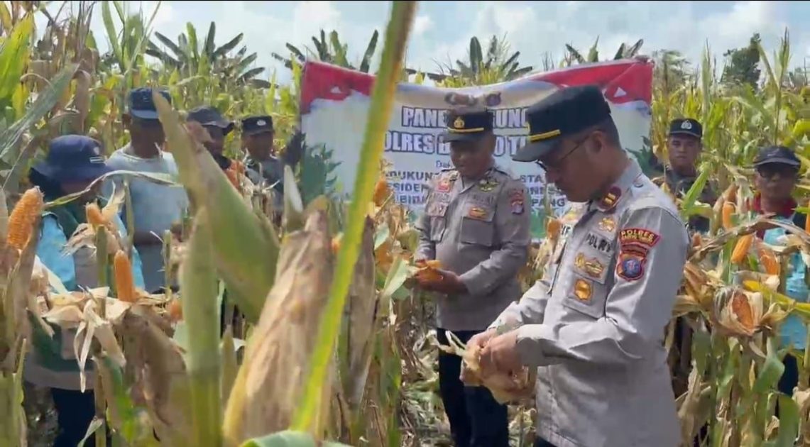 Polsek Dusun Tengah Panen Raya Jagung, Hasil Capai 34 Ton